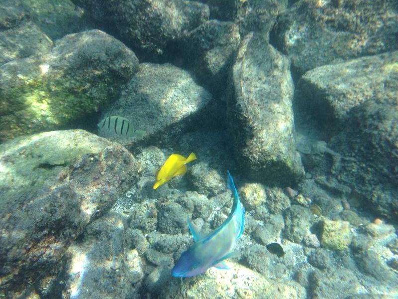 IMG 0347iph5