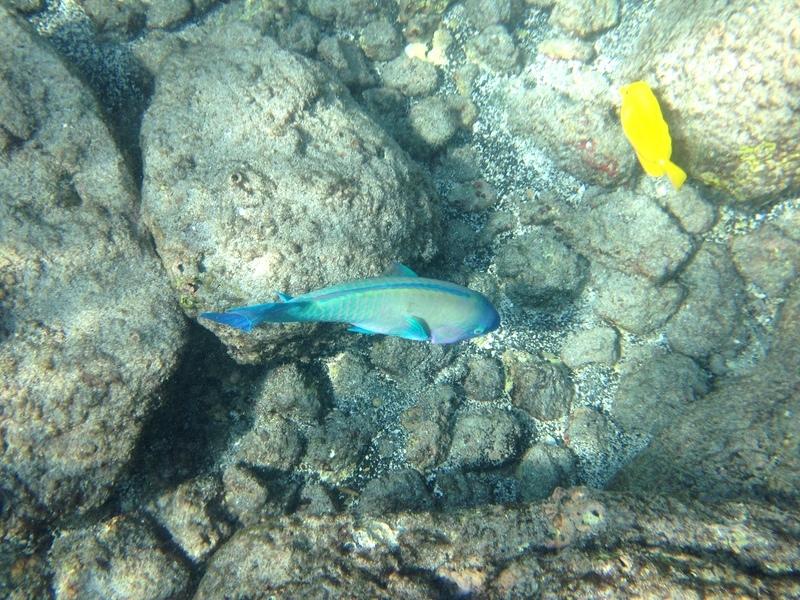 IMG 0352iph5