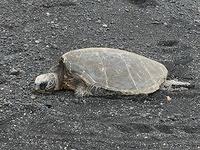 IMG 0447