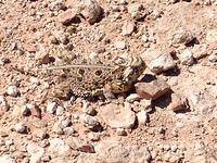 IMG 6763
