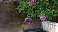 IMG 6794